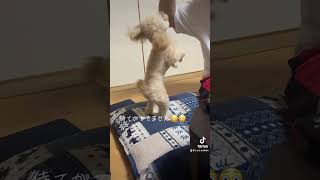 【トイプードルのココ】待て🫷が出来ないの〜🤣なぁぜなぁぜ？www #cuteanimals #トイプードル #愛犬 #おもしろい犬 #shorts