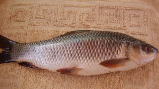 Kerala River Fishing.....3 Kg Rohu fishing  ... 3 Kg  രോഹു പിടുത്തം....கேரள நதி மீன் பிடித்தல்