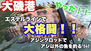 大磯港　アジングロッドでアジ以外の魚を釣る　大物ゲット！！