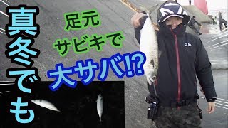 真冬の堤防から足元でサビキしたら大サバが爆釣した。