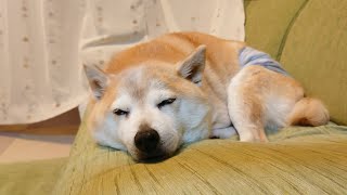 柴犬からみなさんに、ご挨拶があります。