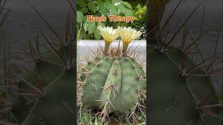 #shemasundar #cactusflower #plantsmakeshappy #plantstherapy #astroflowers #astrophytumornatum