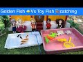 Golden Fish 🐠Vs Toy Fish catching #chuttibomma #chintuvideo #treehouse #classicminifood