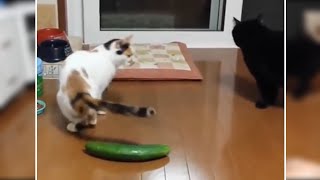 Cucumber vs cat with Cats Scared.   16k. views. 3days ago