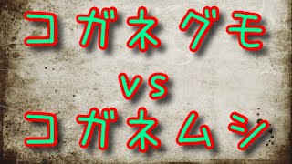 コガネグモ vs コガネムシ