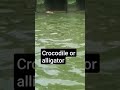 Crocodile or alligator #melaka #animals