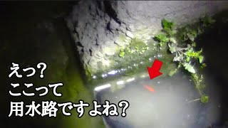 【ガサガサ】ヤバイ水路を淡水魚研究さんに案内してもらった【コラボ】