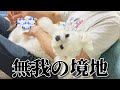 苦手だったブラッシングを克服しリラックスしてる犬がめちゃくちゃ可愛い【マルチーズ】