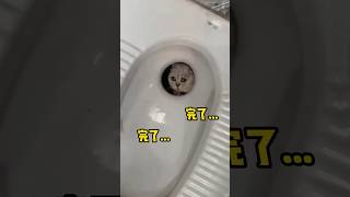 我家猫掉厕所后续2！它好像知道自己不干净了#猫咪的迷惑行为 #心思全写在脸上的猫 #傻猫的日常 #cat #委屈猫 #猫 #瞧这小眼神