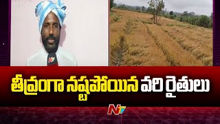 Paddy Farmers Suffer Huge Losses Due To Heavy Rains in Anakapalle District | Ntv