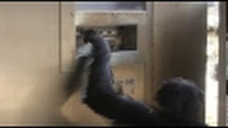 多摩チンパンジー　自動販売機でジュースを買う！Buy juice chimpanzee vending machine