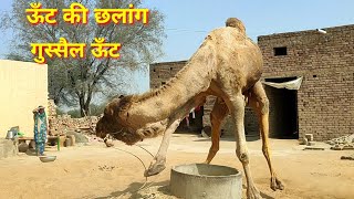 Camel jumped || Angry Camel || ऊँट ने लगाई छलांग || गुस्सैल ऊँट ||