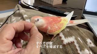 激怒と穏やか