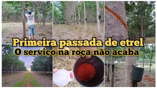 Lida na SERINGUEIRA| Primeira passada de etrel da safra+corte na seringa velha