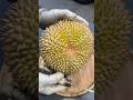 DURIAN DURI HITAM #durian #duriandurihitam #masduren