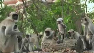 ഈ വീടിയോ ഒന്ന് കണ്ട് നോക്കൂ ഇന്നത്തെ ലോകത്ത് ജീവിക്കുന്ന മനുഷ്യ മനസില്ലാത്ത ഒരു ജീവിതം