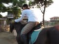 【思い出】朝日を浴びながら疾走する馬