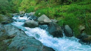 Forest Birds Singing \u0026 Mountain Rivers: Relaxing Nature Ambience for Ultimate Calm