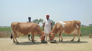 Two Jersey Cows \u0026 1 Heifer for Sale, 2 ਜਰਸੀ ਗਾਵਾਂ ਅਤੇ 1 ਵਹਿੜ ਵਿਕਾਊ