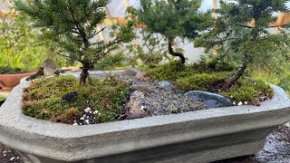 from the shale pit to the bonsai pot