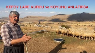 YILARIN COBANI TEYFİK EMİ KURT VE COBANCILIGI ANLATIRSA TERCUBE