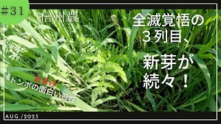 【草刈り】【ワラビ畑】ダメだと諦めていた３列目。雑草の伸びとともに新芽を出しました！草刈り中にトンボ達の面白い習性も。