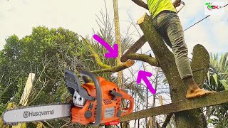 stihl saw chain tree cutting proses.    amezing world working tree cutting