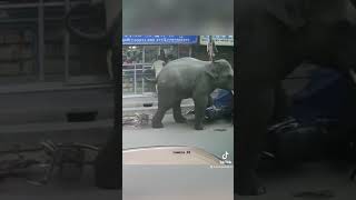 Wild elephant charges at busy shop in India 🐘🇮🇳 #shorts