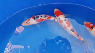 Home Bred koi 5.5 months old