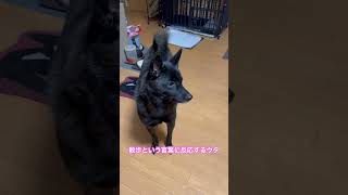 散歩#甲斐犬#shorts