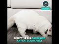 Cat Scratch Guard | Furniture Protectors From Cats