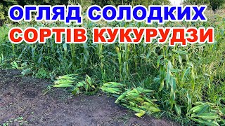 Вирощування  солодкої кукурудзи  ракель та огляд конкурентів