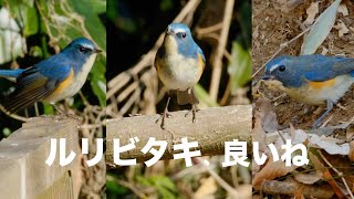 1月5日 ルリビタキの撮影は薄曇りがいい (公園探鳥)