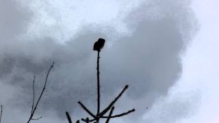 Birding Slovakia - Glaucidium passerinum - Kuvičok vrabčí