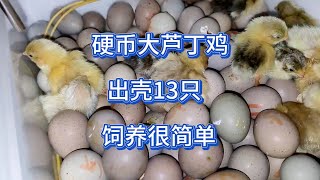 芦丁鸡：硬币大芦丁鸡出壳13只饲养很简单，阳台上养芦丁鸡交房租26枚鸡蛋