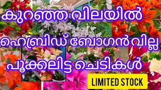 കുറഞ്ഞ  വിലയിൽ ഹൈബ്രിഡ് ബോഗൻ വില്ല റെയർ വെറൈറ്റീസ് # WITH  FLOWRES 🎊🏵️🏵️#  wats app-8075526920