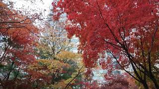 가을끝자락Autumn