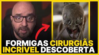 DESCOBERTA INCRÍVEL SOBRE FORMIGAS! ASSISTA!