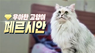 고양이계의 여왕!  페르시안 고양이를 소개 합니다 - 펫스팟 고양이정보