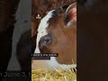 What is the deadly parasite threatening the US's cattle industry?