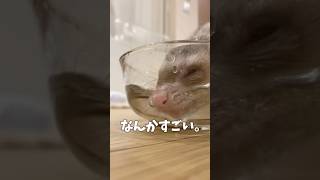 これがフェレットの水の飲み方やで！#フェレット#ferret#イタチ#かわいい動物#shorts