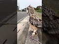 ホワイトベンガルワシミミズク　ラテと散歩🦉　疲れてラテをおろした🤣🤣🤣