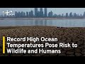 Record High Ocean Temperatures Pose Risk to Wildlife and Humans | TaiwanPlus News