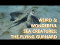 Carriacou's Weird & Wonderful Sea Creatures: The Flying Gurnard