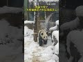 南昌下雪了！大熊貓美靈戶外玩雪超開心 shorts