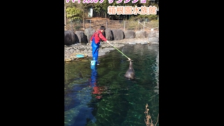 【激レア】日本で唯一 バイカルアザラシショー  箱根園水族館 【囚太ちゃんねる】