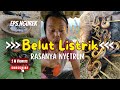 NGUREK BELUT LISTRIK 🤣❗LORD PEDRO MANCING BELUT DI SAWAH DAN LANGSUNG DIBAKAR PAKAI BUMBU RAHASIA