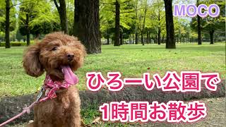 【再開】お久しぶりです！投稿再開します！今日はお散歩の様子