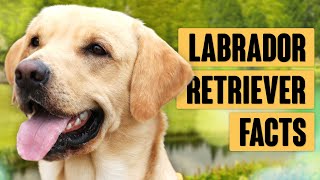 Labrador Retriever Dogs - Everything you NEED TO KNOW