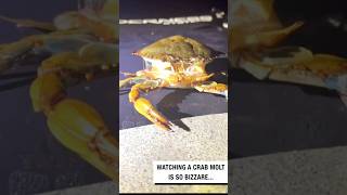 crab molting｜蟹退殼 ｜crab molts from its shell #crab